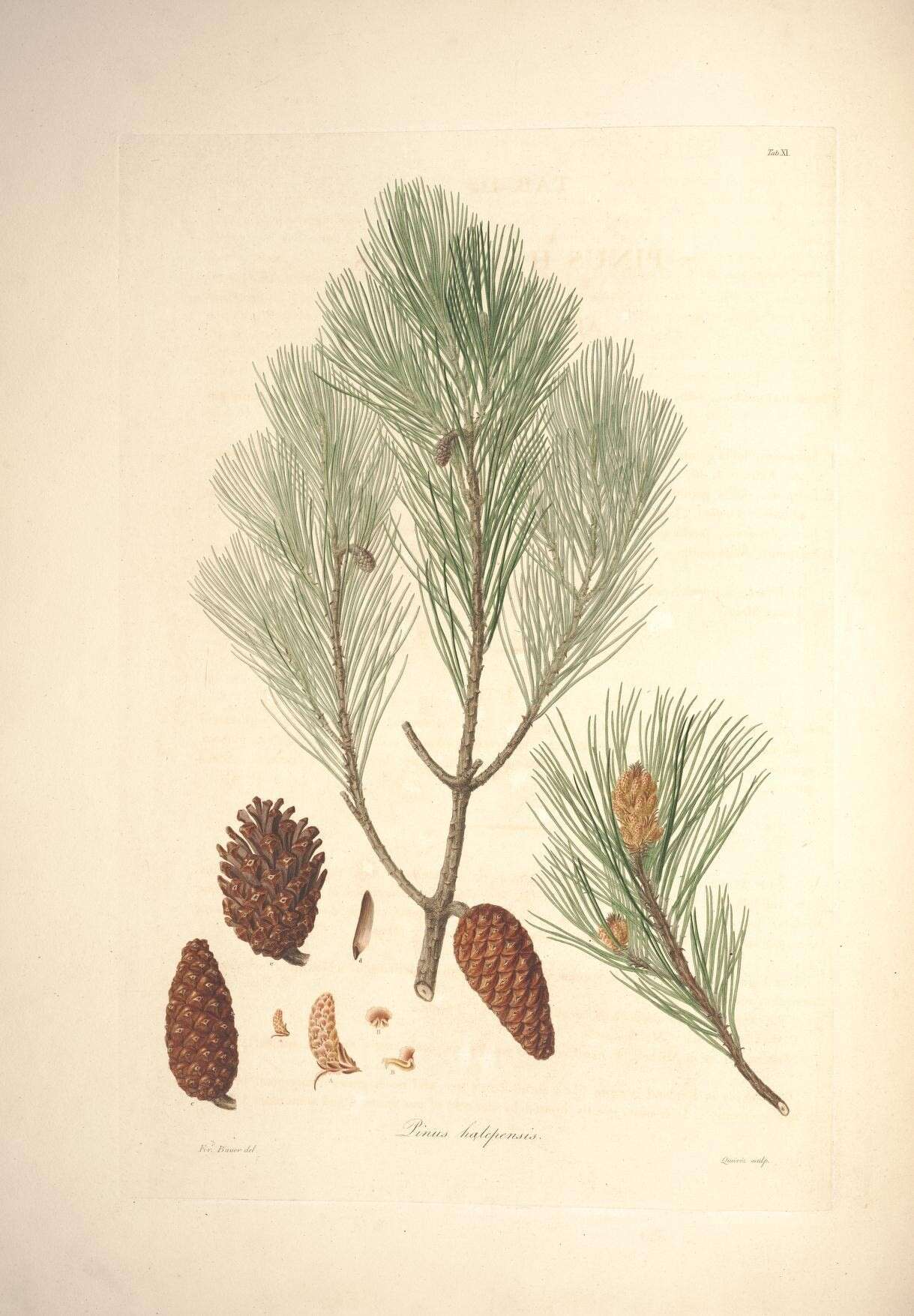 Image of Pine