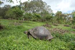 Image of Galapagos giant tortoise