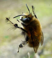 Image of Anthophorine Bees