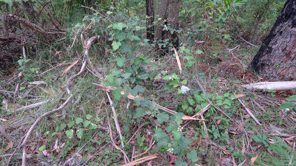 صورة Rubus moluccanus L.