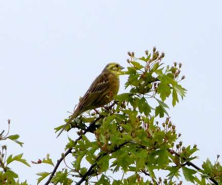 Image of Emberiza Linnaeus 1758