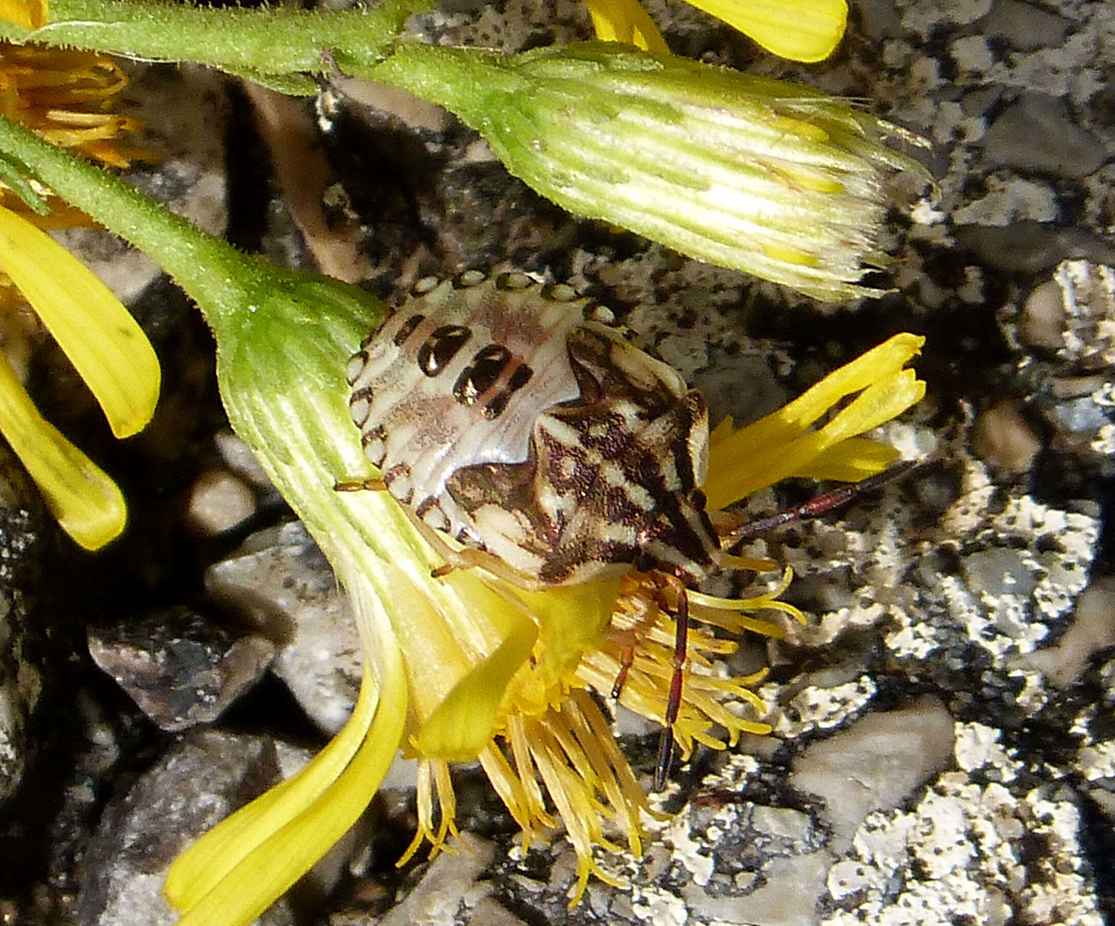 Image of Carpocoris