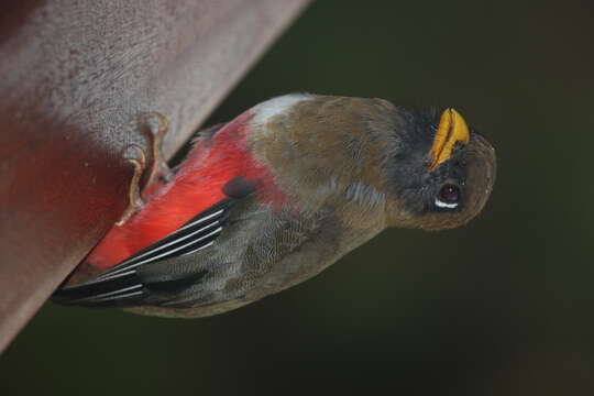 Image of Masked Trogon