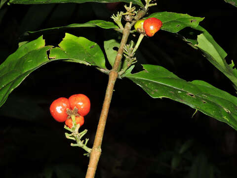 Image of Malpighia albiflora (J. Cuatrec.) J. Cuatrec.