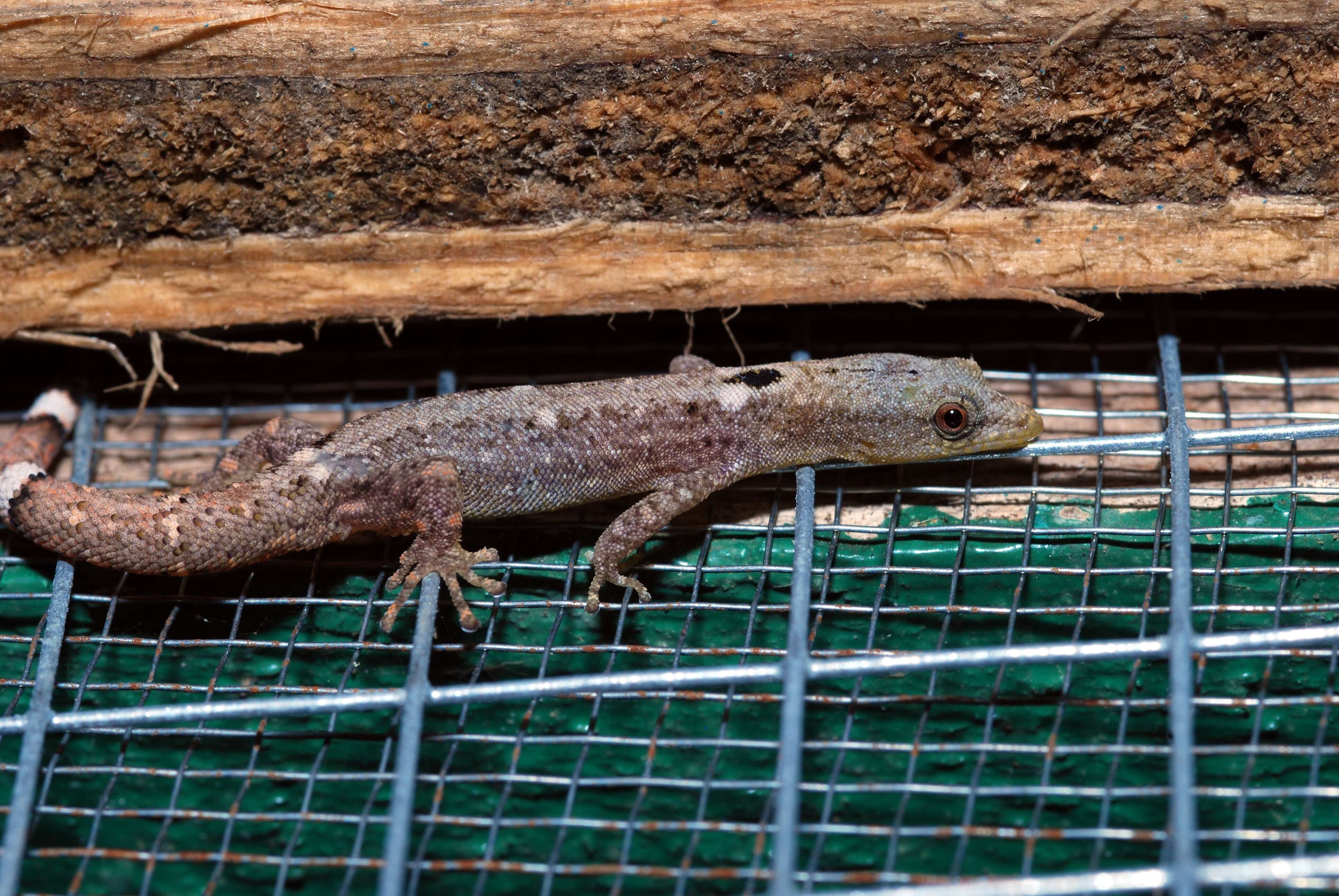 Image of Ocellated Gecko