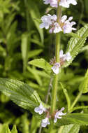 Image de Stachys pilosa var. pilosa