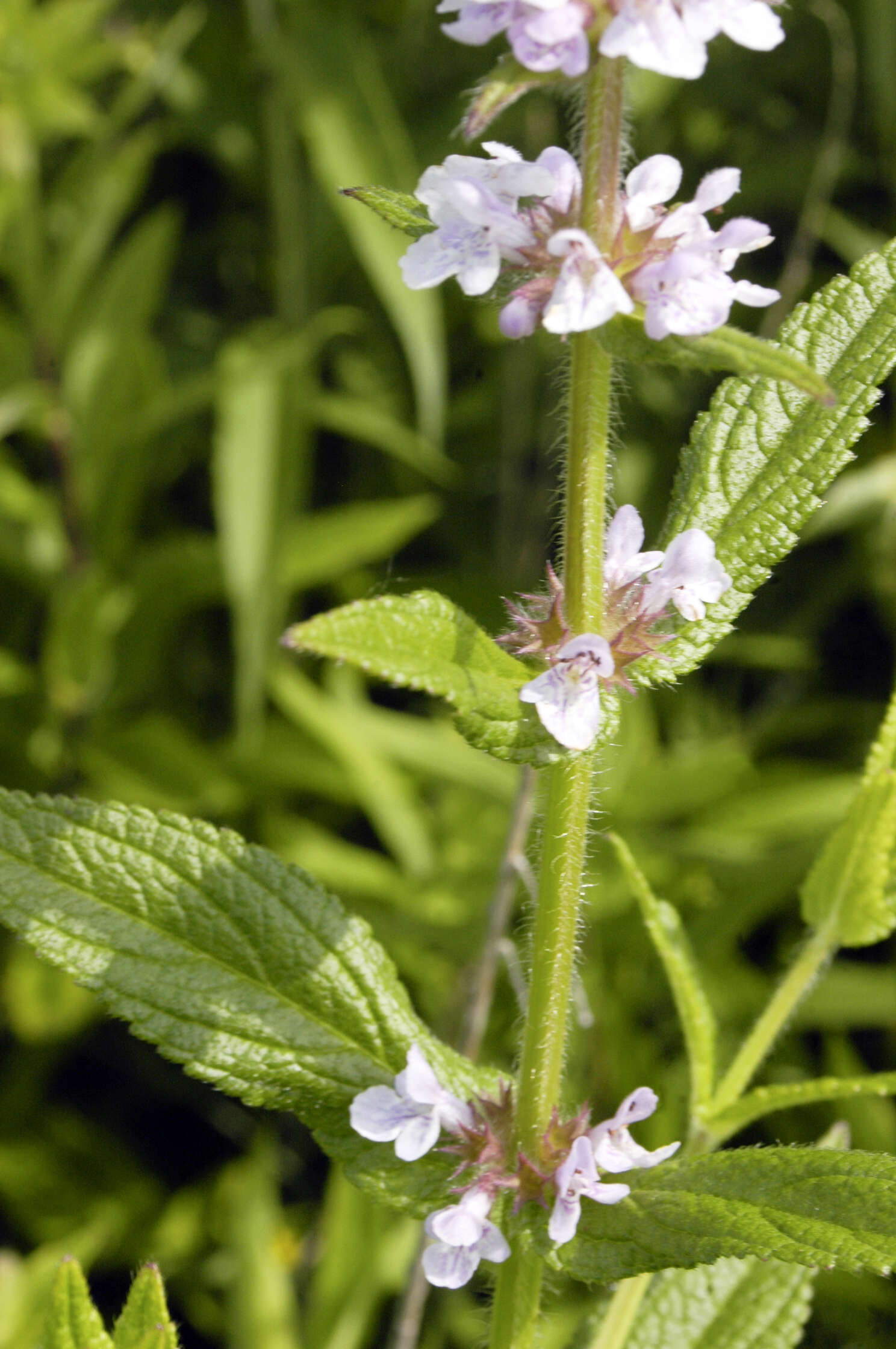 Слика од Stachys pilosa var. pilosa