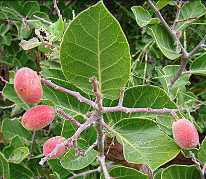 Image of Rhus lentii Kellogg