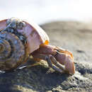 Image of Flat-clawed Hermit Crab