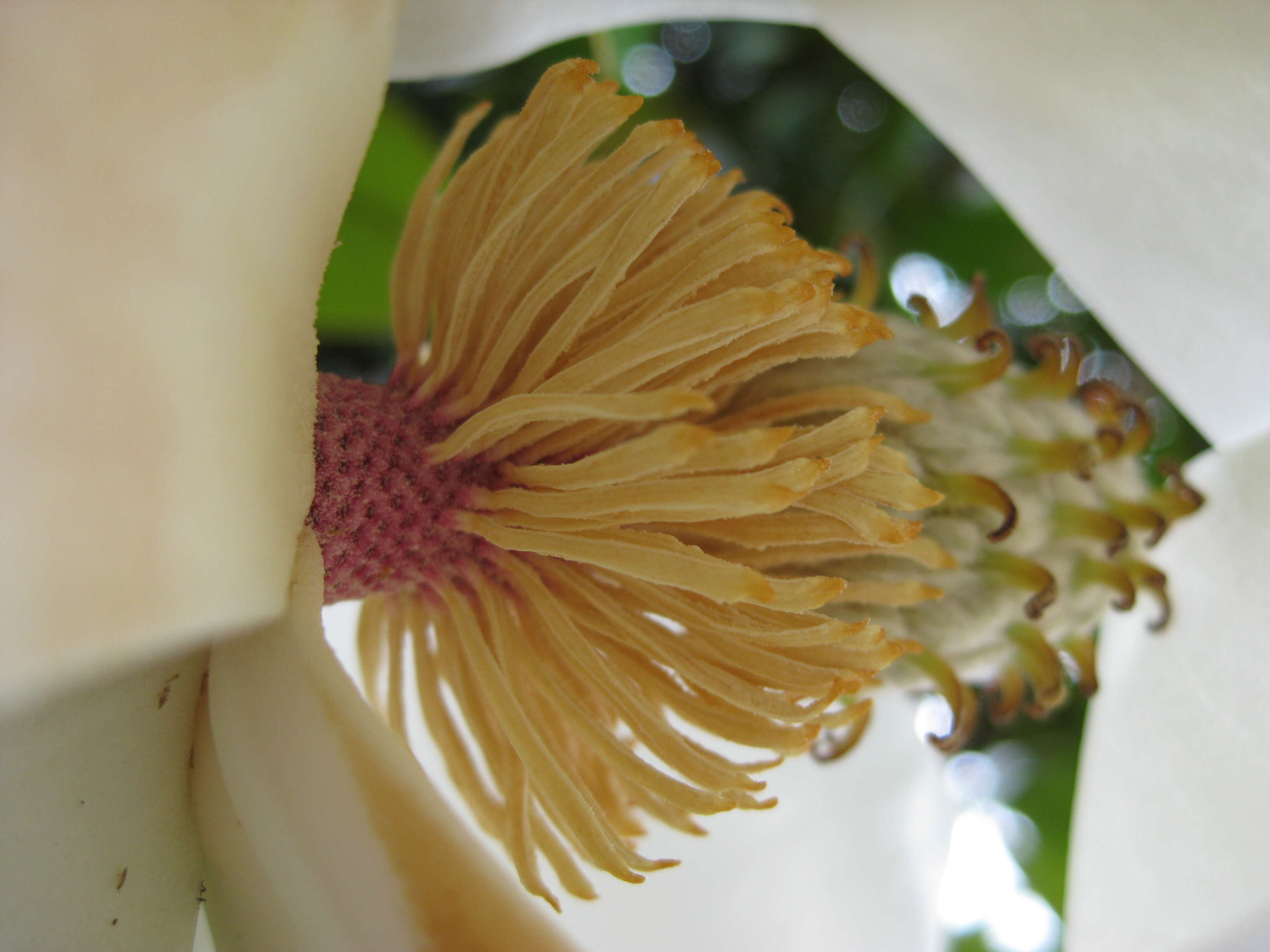 Image of southern magnolia