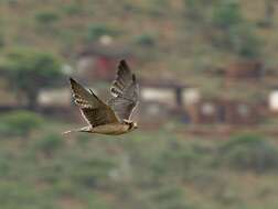 Image of Lanner Falcon