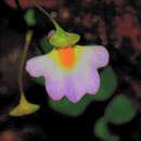 Слика од Utricularia striatula J. E. Smith