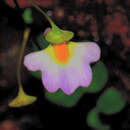 Image of Utricularia striatula J. E. Smith