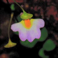 Plancia ëd Utricularia striatula J. E. Smith