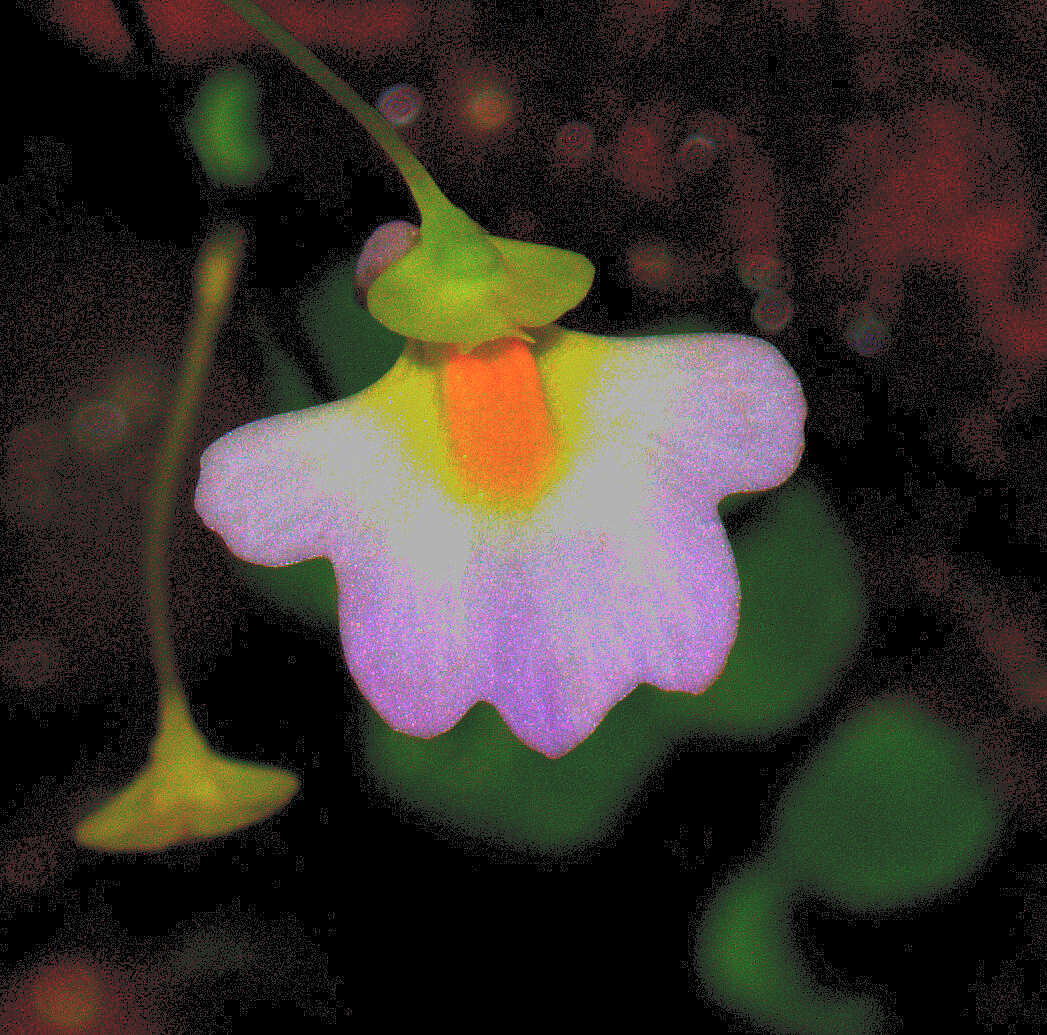 Image of Utricularia striatula J. E. Smith