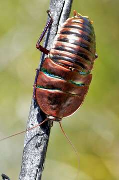 Image of bush cockroach