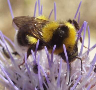 Image of Bumblebees