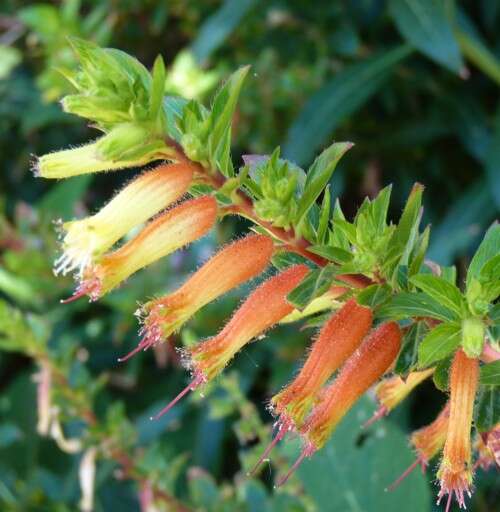 Image of Cigarette bush