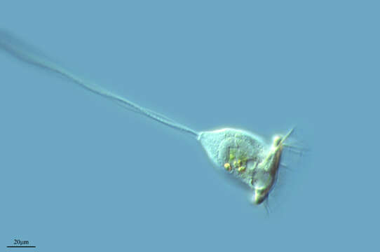 Vorticella similis的圖片
