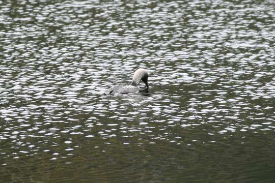 Image of loons