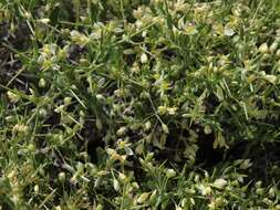 Image of Intermountain milkwort