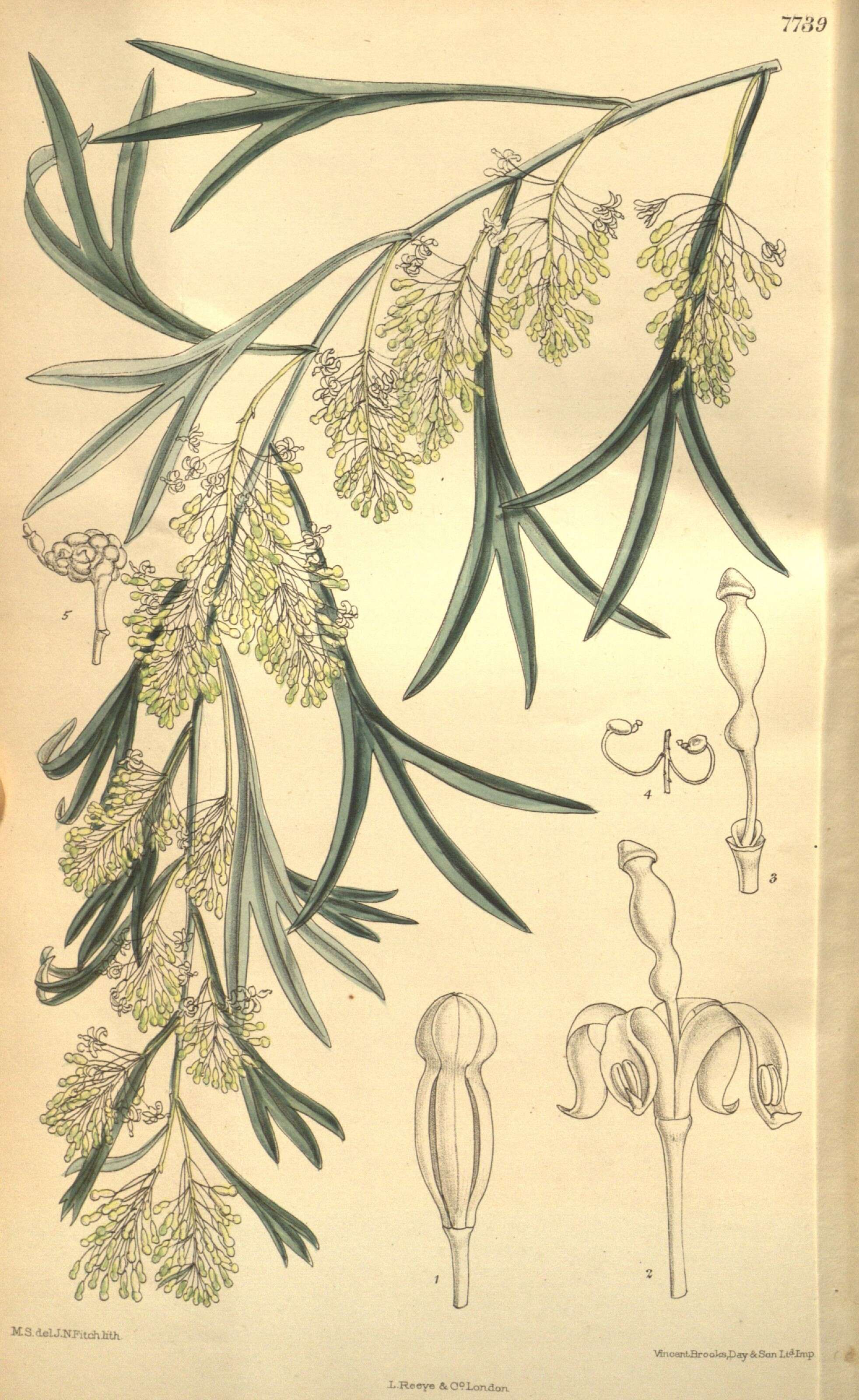 Image of Grevillea manglesii (Grah.) Planch.