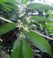 Image of Capparis micracantha DC.