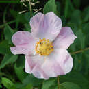 Image of prairie rose