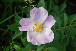 Image of prairie rose