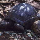 Image of Aldabrachelys gigantea