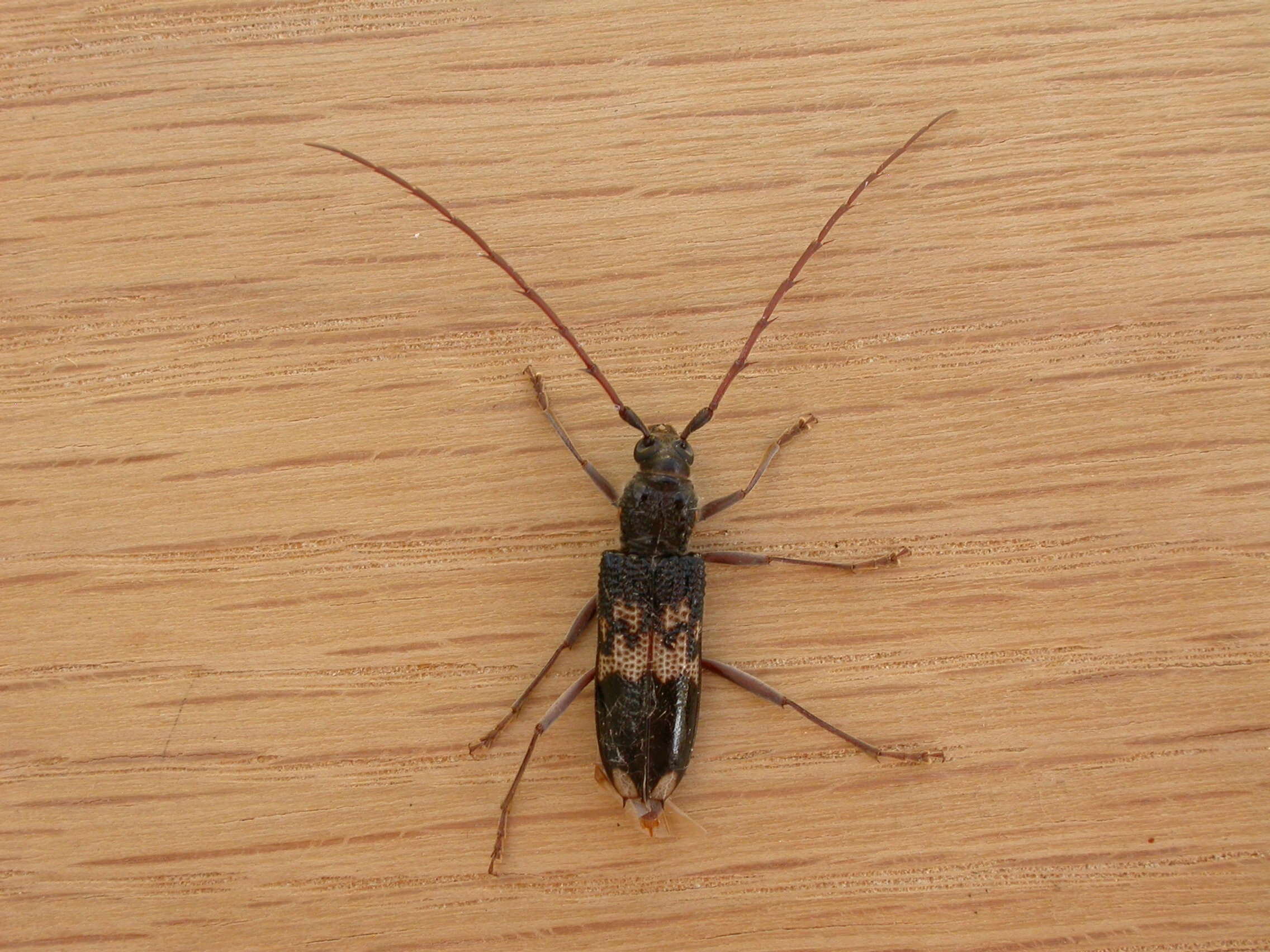 Phoracantha semipunctata (Fabricius 1775) resmi