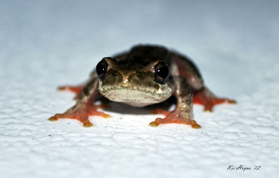 Image of Marbled Reed Frog