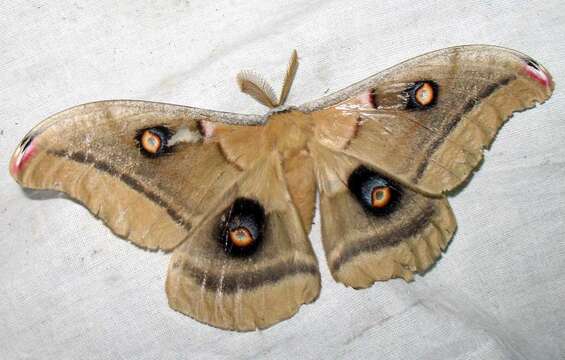 Image of Antheraea subgen. Telea Hübner (1819)