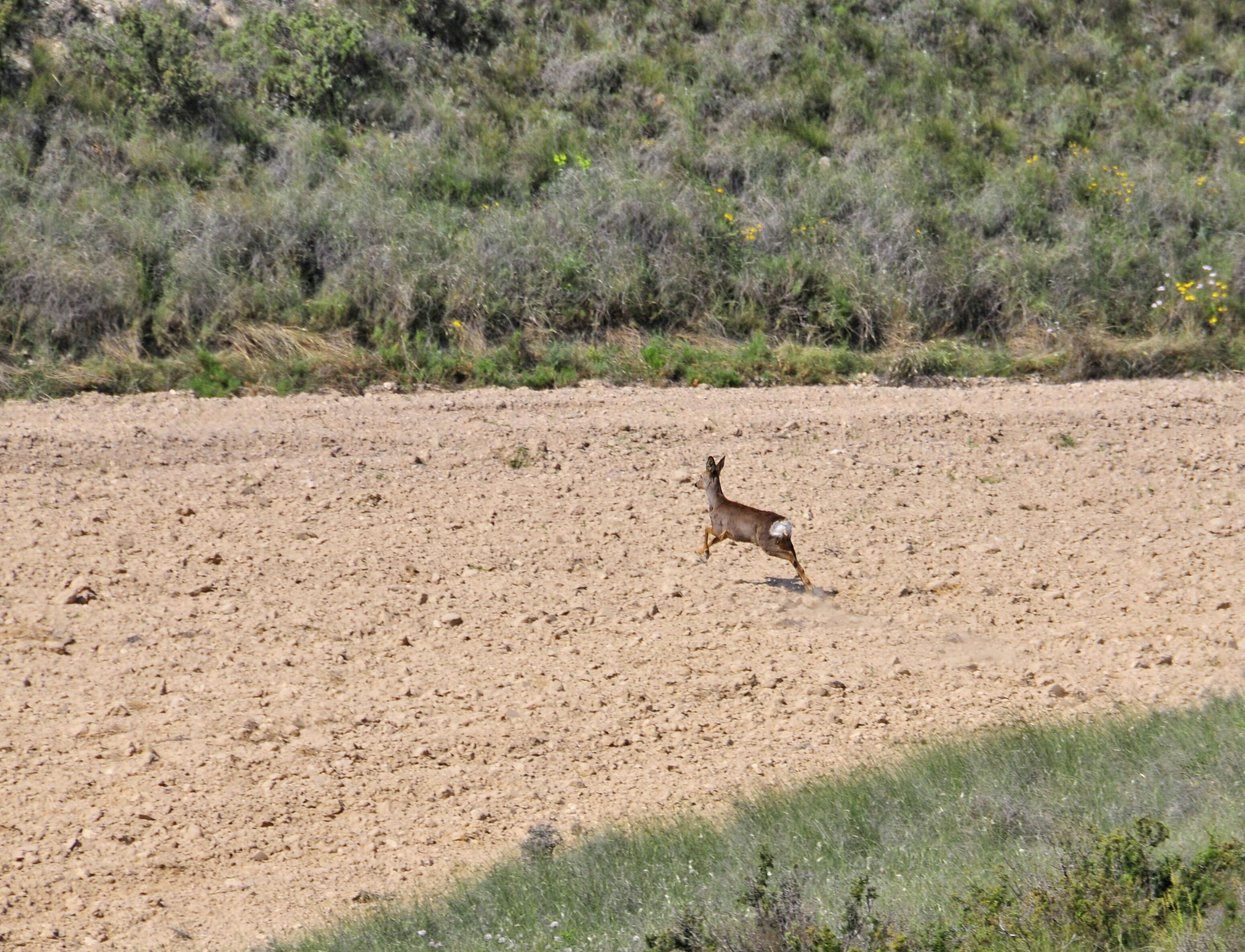 Image of Roe Deer