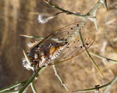 Image of Cicada orni Linnaeus 1758