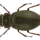 Imagem de Ochthebius (Ochthebius) pusillus Stephens 1835