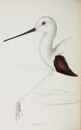 Image of Cladorhynchus Gray & GR 1840
