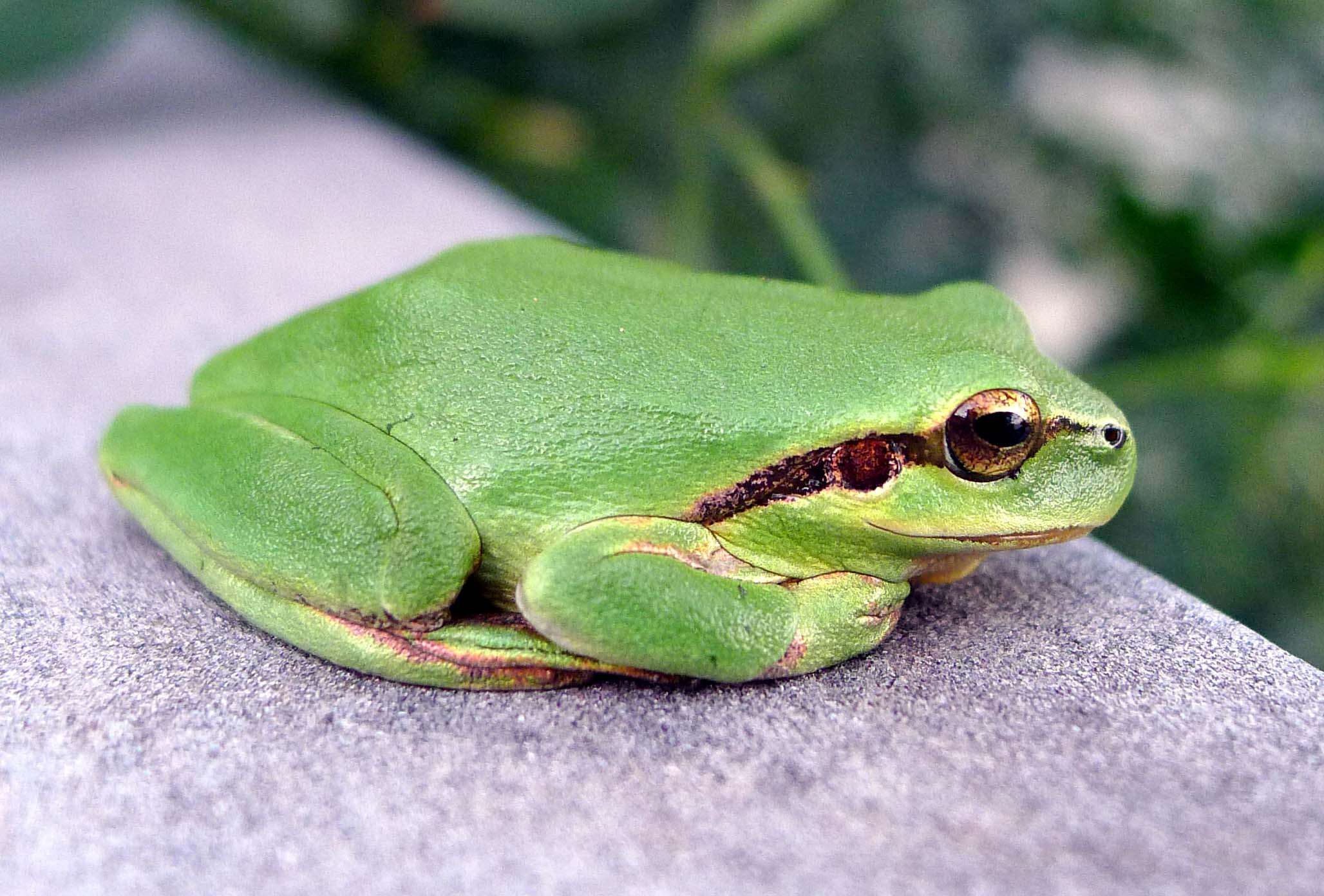 Image of Mediterranean Tree Frog