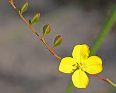 Image of Seaside Primrose-Willow