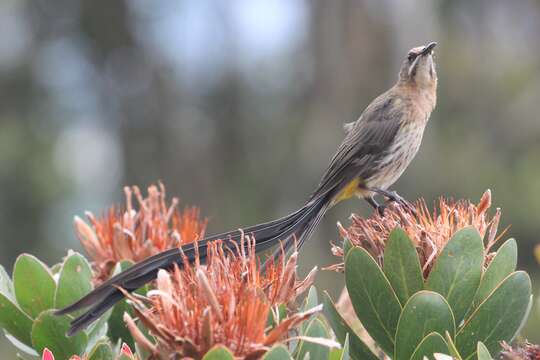 Image of Pomeropidae