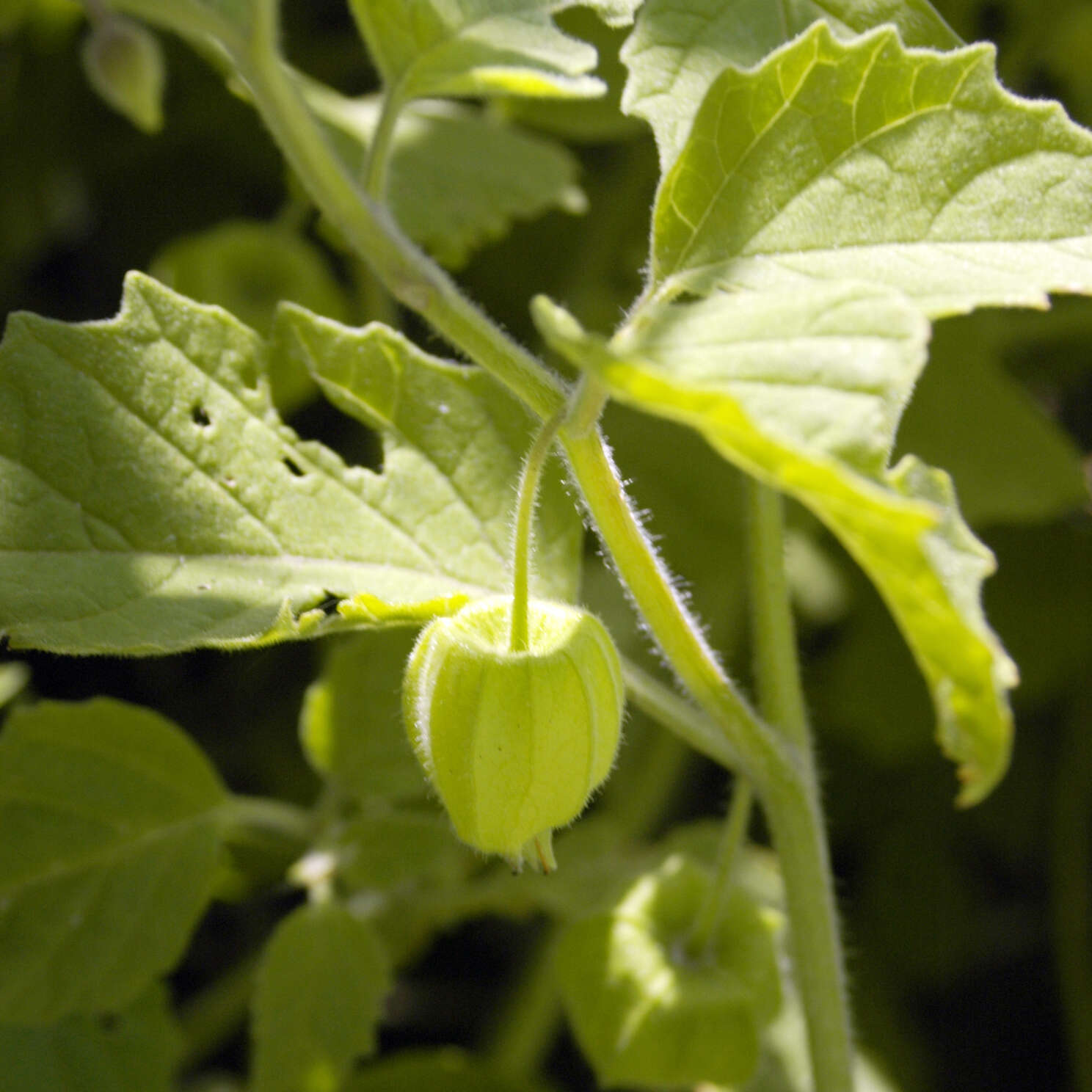 Physalis longifolia Nutt. resmi