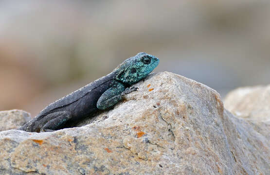 Image of southern rock agama