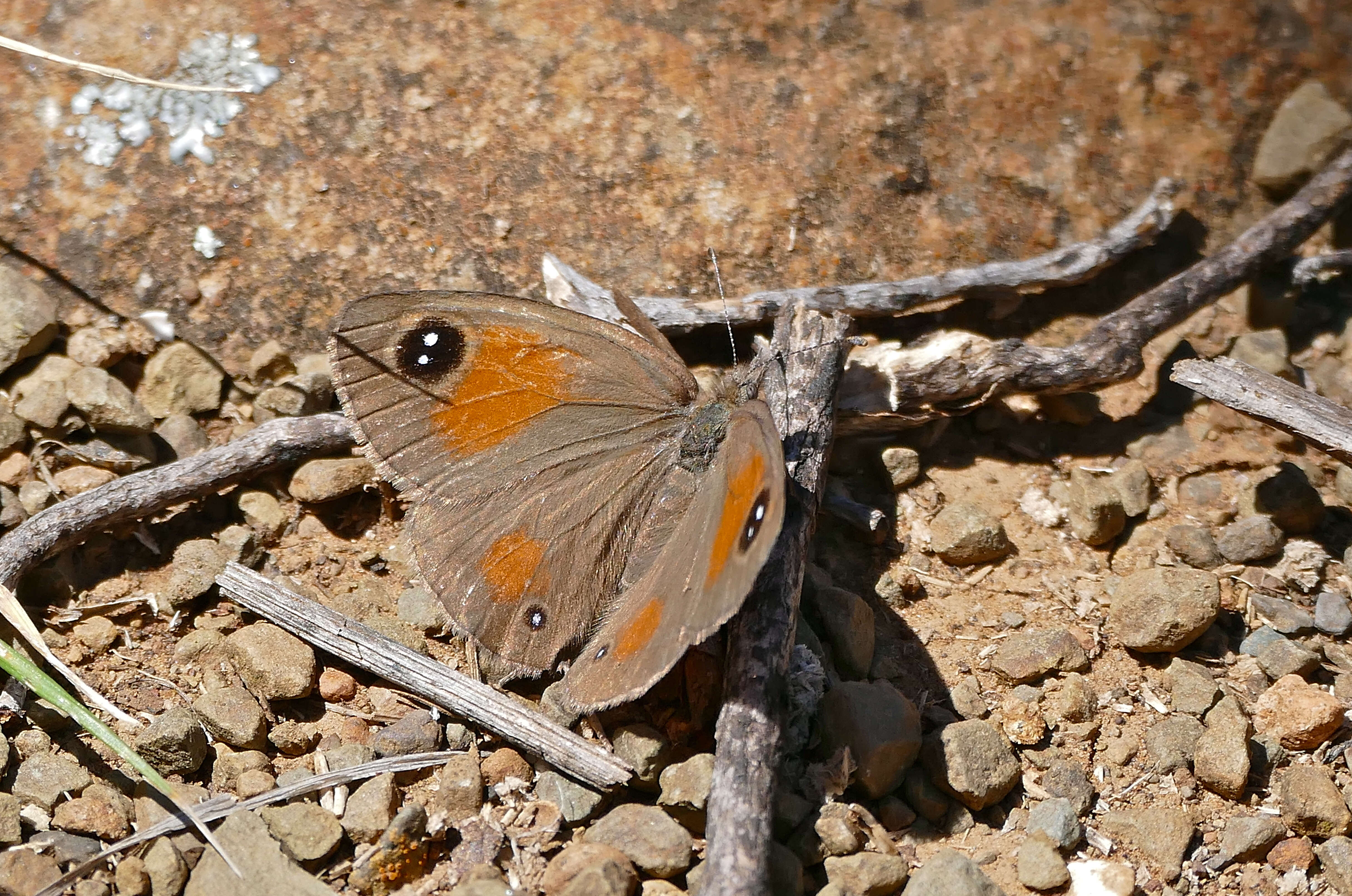 Image of Stygionympha