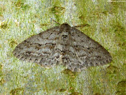 Image of The Small Engrailed