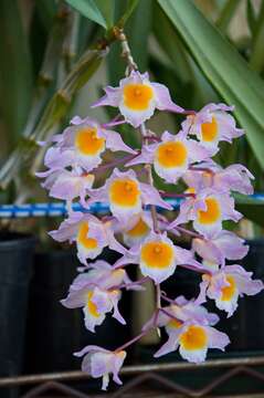 Image of Dendrobium farmeri Paxton