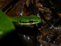 Image of Cope's Parrot Snake