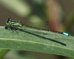 Image of Eastern Forktail