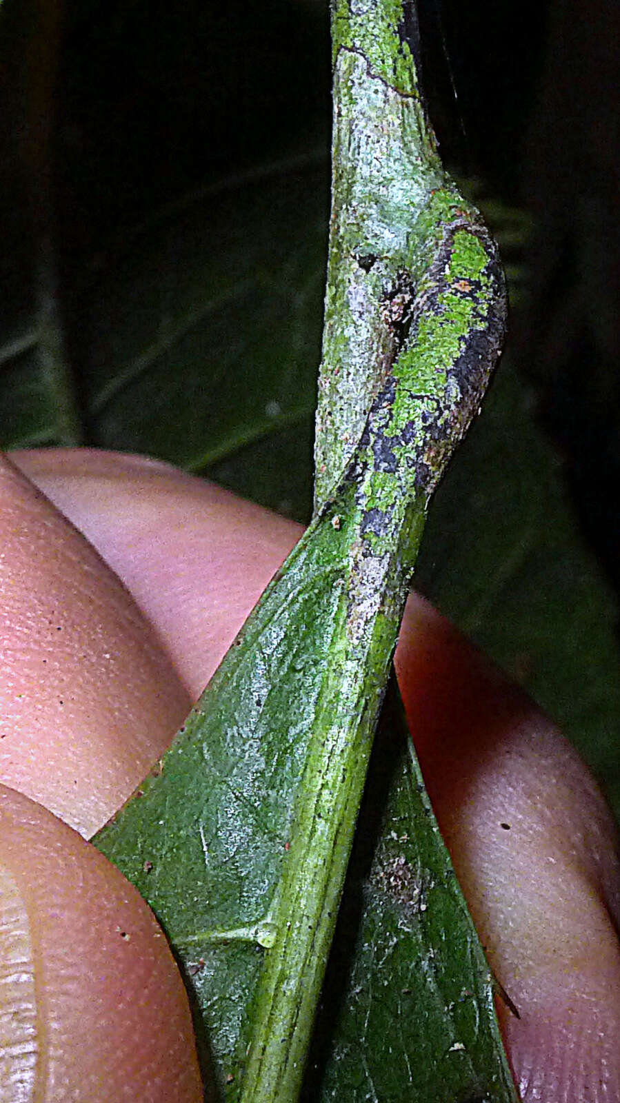 Image of Sorocea longipedicellata A. F. P. Machado, M. D. M. Vianna & Romaniuc