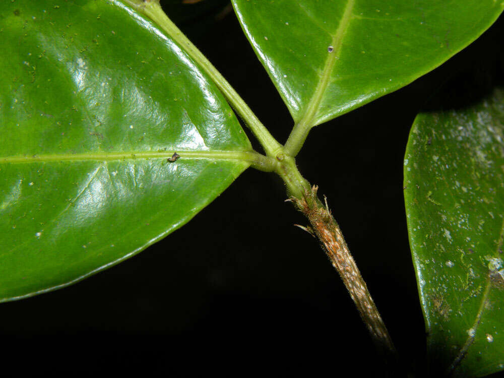 Image of Inga sertulifera DC.