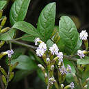 Image of Duranta mutisii L. fil.